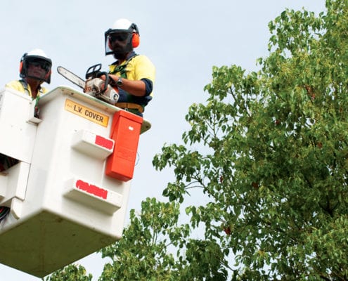 staff in cherry picker ready to prune trees