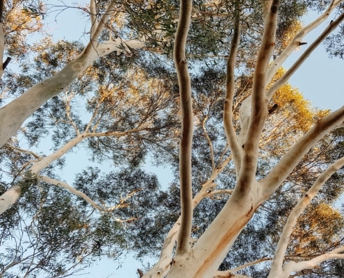 large trees