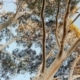 large trees