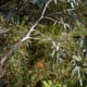 various trees and foliage