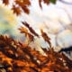 autumn leaves
