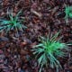 mulch and 3 plants