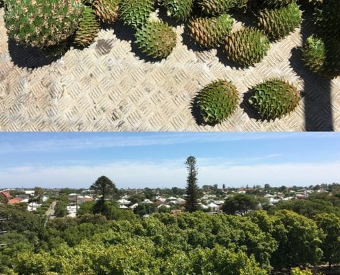 Bunya Pines view over rooftops