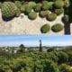Bunya Pines view over rooftops