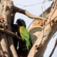rainbow lorikeets in a tree