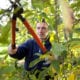 man pruning trees