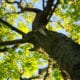 looking up into the branches and tree canopy