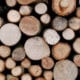 various sized tree trunks