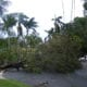 fallen tree and power line