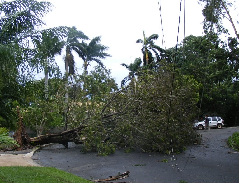 fallen tree and power line