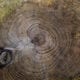 rings in a tree trunk