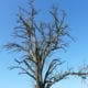 tree with no leaves