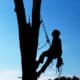 silhouette of a man going up a tree