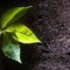 bright green leaves against soil