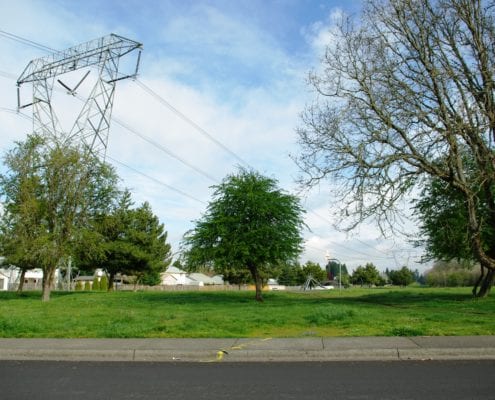 trees with powerlines above