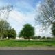 trees with powerlines above