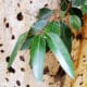 sugar gum leaves against the trunk
