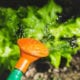 watering veggies with a watering can
