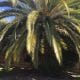 Canary Island Date Palm