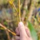 sapling in hand - close up image