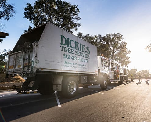 dickies trees trucks