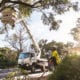 cherry picker in a street working on a tree