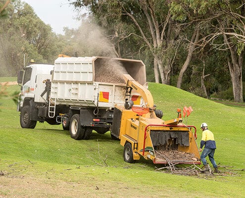 image in open area mulching trees
