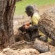 cutting tree with chainsaw
